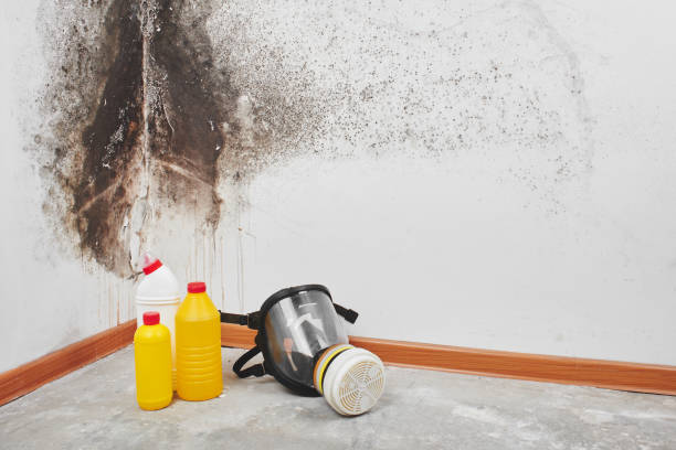 Best Mold Testing  in Collinsville, CT