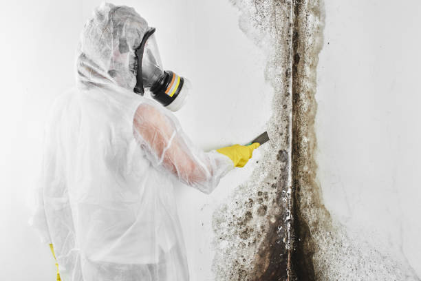Best Emergency Mold Removal  in Collinsville, CT