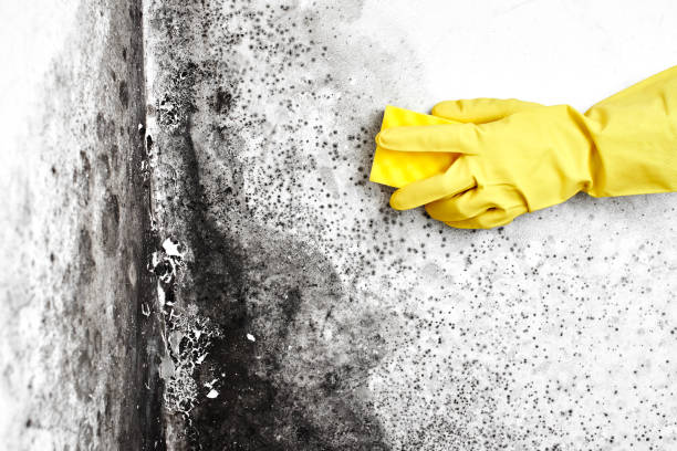 Mold Removal Process in Collinsville, CT