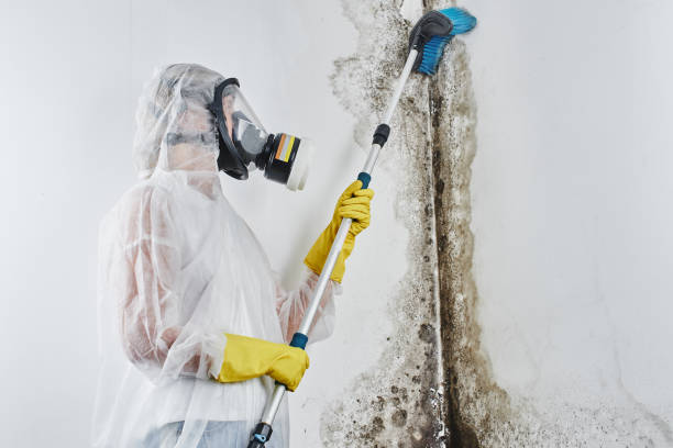 Best Attic Mold Removal  in Collinsville, CT