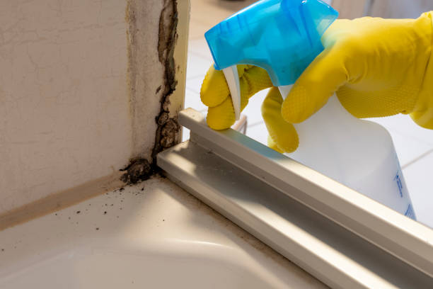 Best Mold Testing  in Collinsville, CT
