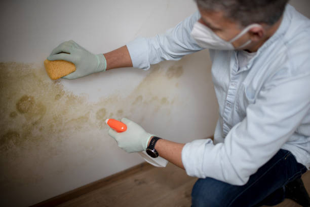 Best Toxic Mold Removal  in Collinsville, CT