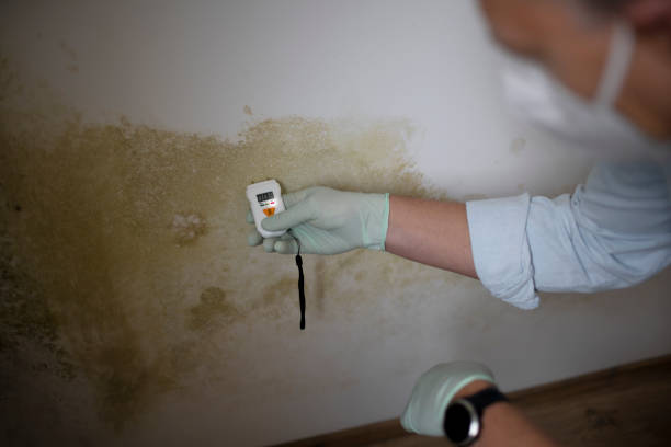 Best Mold Remediation Experts  in Collinsville, CT