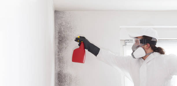 Best Certified Mold Removal  in Collinsville, CT