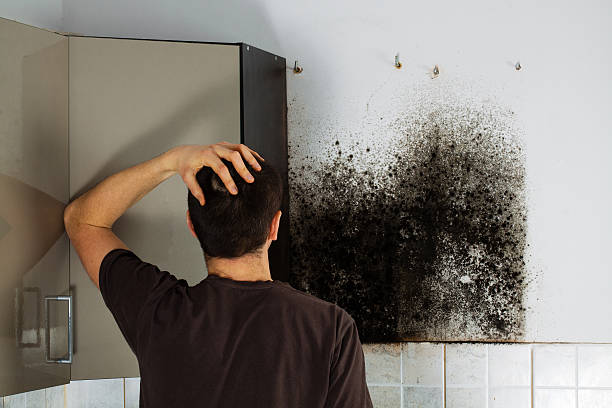 Best Attic Mold Removal  in Collinsville, CT