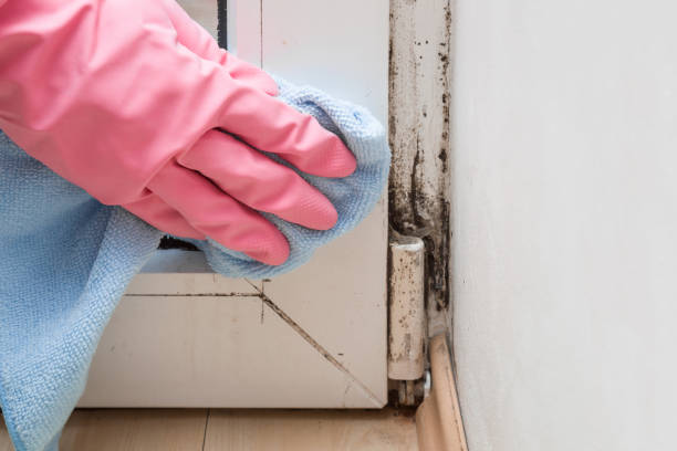 Best Mold Remediation  in Collinsville, CT