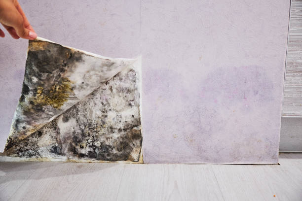 Best Black Mold Removal  in Collinsville, CT